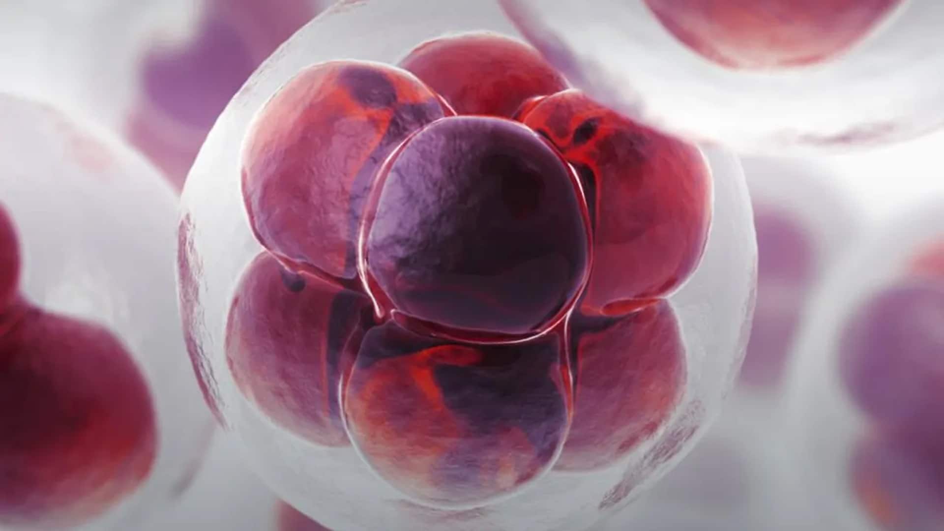 How Burnout and Stress Torch your Immunity